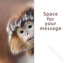 Ape