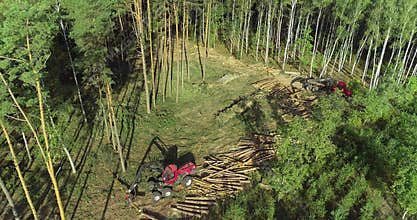 Modern equipment for deforestation, forest harvester