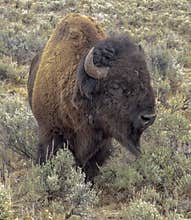 Yellowstone Bison
