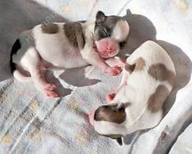 Adorable newborn Chihuahua puppies
