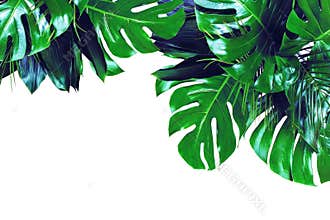 Close up of bouquets of various dark green fresh tropical leaves on white background