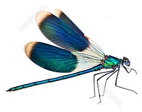 Dragonfly