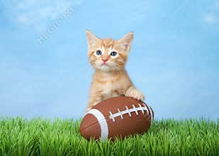 Orange ginger kitten with football in grass