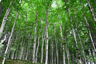 The relaxing green of the forest