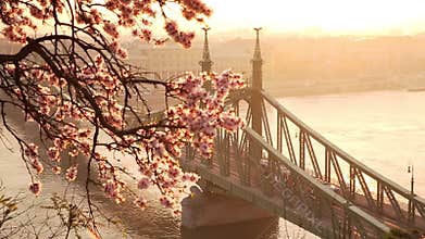 Beautiful Liberty Bridge at sunrise with cherry blossom in Budapest. Spring has arrived to Budapest.