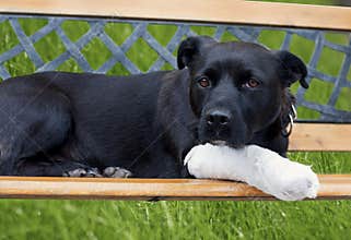 Dog with broken leg