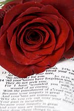 Bible and Rose