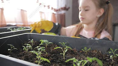 Fun little gardener care for plants. Cute little child girl planting seedlings. Spring concept, nature and care.