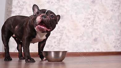 Dog eating dog food from the bowl on the floor.