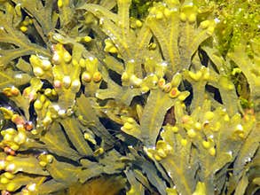 Brown Algae