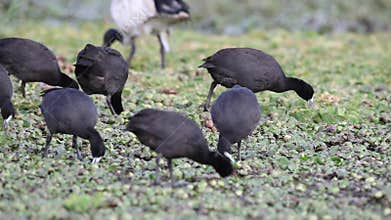 Red-knobbed Coots Feeding in Field