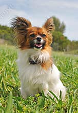 Papillon dog