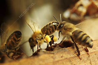 Nice picture of honeybees Honey Bee, Apis mellifera with collected pollen.