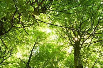 Beech trees