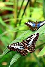Butterfly and Leaves