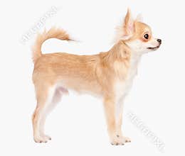 Posing the young chihuahua dog