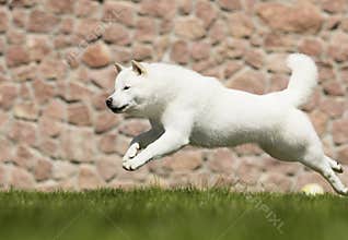 the dog breeds Hokkaido runs