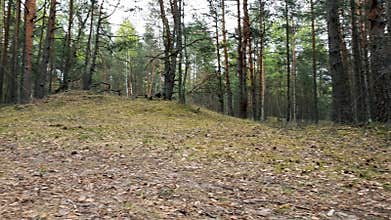 Morning workout - young woman running at forest trail