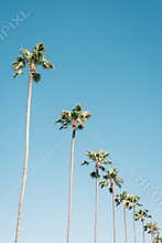 Palm trees with blue sky in Newport Beach, Orange County, California