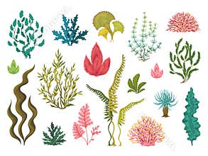 Seaweeds. Underwater ocean plants, sea coral elements, hand drawn ocean flourish algae, cartoon decorative drawing
