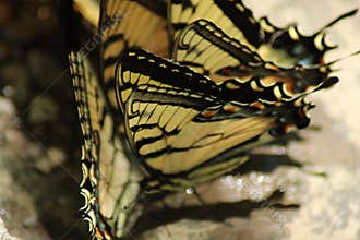 Butterfly swarm