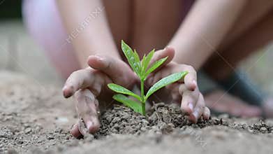 Environment Earth Day In the hands of trees growing seedlings. Bokeh green Background Female hand holding tree on nature field gra