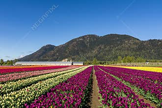 CHILLIWACK, CANADA - APRIL 20, 2019: big tulip flower field at the Chilliwack Tulip Festival in british columbia