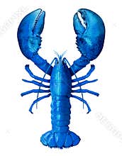 Blue Lobster Isolated