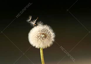 Dandelion Flower Spreading Seeds in the Wind