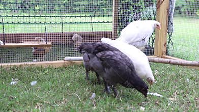 Young pullet and cockerel chickens in chicken run