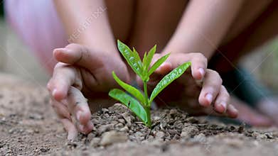 Environment Earth Day In the hands of trees growing seedlings Female hand holding tree on nature field grass Forest conservation c