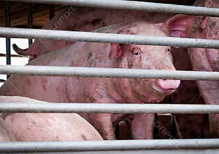 Pigs in truck transport from farm to slaughterhouse. Meat industry. Livestock. Animal meat market. Animals rights concept. Pig