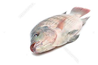 Snapper Fish isolated on white background