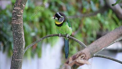 Fire Tufted Barbet Psilopogon pyrolophus  a green tropical bird native to Sumatra and the Malaysian Peninsula showing off its be