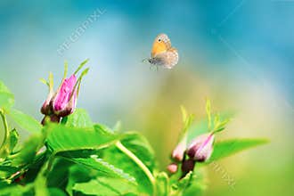 Pink wild rose buds dog rose, rosa canina with flying butterfly on sky background. Spring background