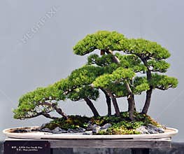 Bonsai of pine