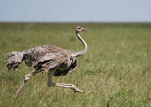 Ostrich Female Running