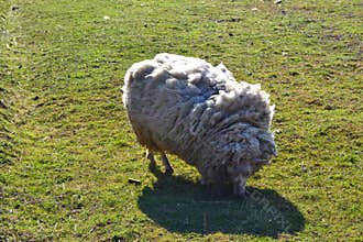 White sheep on grass. Rural scenery. Farm animals. Sheep fur