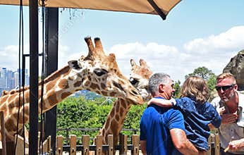 Small kid who became scared after the giraffes came too close
