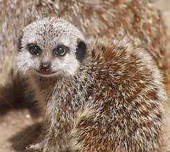 Cute baby meerkat