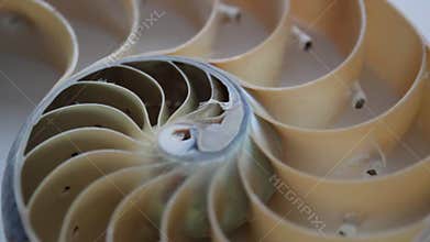 Shell nautilus fibonacci section spiral pearl symmetry half cross golden ratio structure growth footage