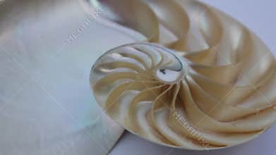 Shell nautilus fibonacci section spiral pearl symmetry half cross golden ratio structure growth footage