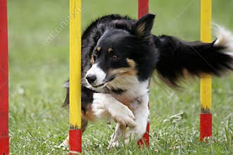 Slalom - agility