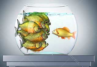 Goldfish and piranhas