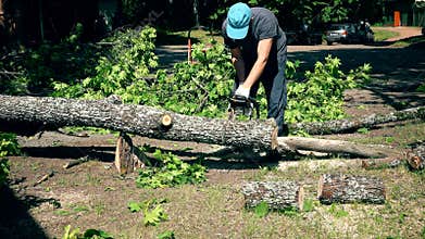 Male park worker saw fallen maple tree trunk