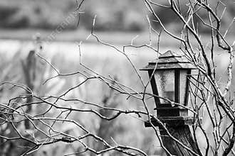 Lantern in nature for concept alone or horor