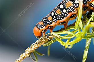 Future butterfly