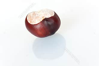 Ripe chestnut ,isolated on white background