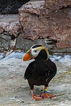 The tufted puffin