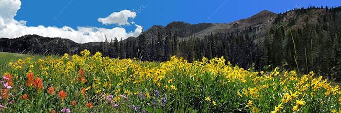 wildflower and mountain panoramic